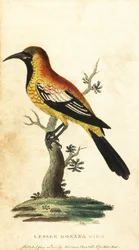 Oriole mustarastas, Gymnomystax mexicanus. ,1800 (kaiverrus)