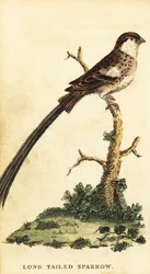 Pin-tailed Whydah, Vidua macroura., 1800 (kaiverrus)