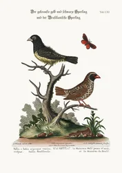 Musta-keltainen kiharasulkainen varpunen ja brasilialainen varpunen, 1749-73