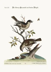 Koira tikli. Naaras tikli, 1749-73