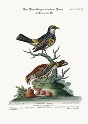 Kultapäälakiset siepot, koiras ja naaras, 1749-73