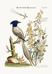 Paratiisilintu Pyed, 1749-73