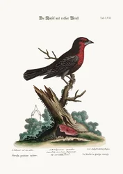 Punarintainen mustalintu, 1749-73