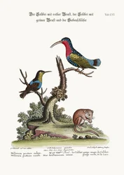 Punarintakolibri, vihreäkurkkukolibri ja makuuhiiri, 1749-73