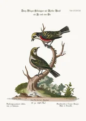 Punakurkkusiepot, koiras ja naaras, 1749-73