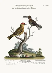 Keltainen urpiainen ja valkopyrstökolibri, 1749-73