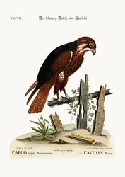 Musta haukka tai jalohaukka, 1749-73