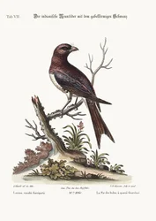 Haarapyrstöinen intialainen lepinkäinen, 1749-73
