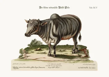Pieni intiaanipuhveli, 1749-73