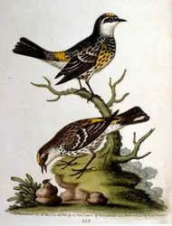 Vesivärikuvitus G Edwardsin harvinaisia lintuja käsittelevästä kirjasta 1750. George Edwards (1694-1773) oli brittiläinen luonnontieteilijä ja ornitologi. Hän matkusti laajalti Euroopassa ja tutki luonnonhistoriaa ja erityisesti lintuja. Hän saavutti jonki