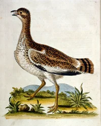 Vesivärikuvitus G Edwardsin harvinaisia lintuja käsittelevästä kirjasta vuodelta 1750. George Edwards (1694-1773) oli brittiläinen luonnontieteilijä ja ornitologi. Hän matkusti laajalti Euroopassa ja tutki luonnonhistoriaa ja erityisesti lintuja. Hän saavu