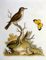 Vesivärikuvitus G Edwardsin harvinaisia lintuja käsittelevästä kirjasta 1750. George Edwards (1694-1773) oli brittiläinen luonnontieteilijä ja ornitologi. Hän matkusti laajalti Euroopassa ja tutki luonnonhistoriaa ja erityisesti lintuja. Hän saavutti jonki