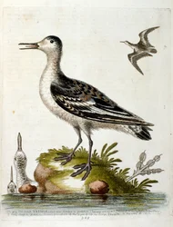 Vesivärikuvitus G Edwardsin harvinaisia lintuja käsittelevästä kirjasta vuodelta 1750. George Edwards (1694-1773) oli brittiläinen luonnontieteilijä ja ornitologi. Hän matkusti laajalti Euroopassa ja tutki luonnonhistoriaa ja erityisesti lintuja. Hän saavu