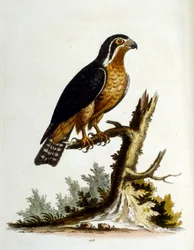 Vesivärikuvitus G Edwardsin harvinaisia lintuja käsittelevästä kirjasta 1750. George Edwards (1694-1773) oli brittiläinen luonnontieteilijä ja ornitologi. Hän matkusti laajalti Euroopassa ja tutki luonnonhistoriaa ja erityisesti lintuja. Hän saavutti jonki