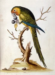Vesivärikuvitus G Edwardsin harvinaisia lintuja käsittelevästä kirjasta 1750. George Edwards (1694-1773) oli brittiläinen luonnontieteilijä ja ornitologi. Hän matkusti laajalti Euroopassa ja tutki luonnonhistoriaa ja erityisesti lintuja. Hän saavutti jonki