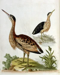 Vesivärikuvitus G Edwardsin harvinaisia lintuja käsittelevästä kirjasta vuodelta 1750. George Edwards (1694-1773) oli brittiläinen luonnontieteilijä ja ornitologi. Hän matkusti laajalti Euroopassa ja tutki luonnonhistoriaa ja erityisesti lintuja. Hän saavu