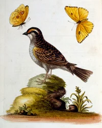 Vesivärikuvitus G Edwardsin harvinaisia lintuja käsittelevästä kirjasta vuodelta 1750. George Edwards (1694-1773) oli brittiläinen luonnontieteilijä ja ornitologi. Hän matkusti laajalti Euroopassa ja tutki luonnonhistoriaa ja erityisesti lintuja. Hän saavu
