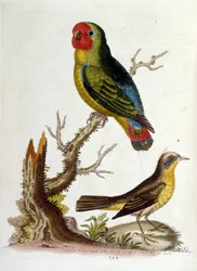 Vesivärikuvitus G Edwardsin harvinaisia lintuja käsittelevästä kirjasta vuodelta 1750. George Edwards (1694-1773) oli brittiläinen luonnontieteilijä ja ornitologi. Hän matkusti laajalti Euroopassa ja tutki luonnonhistoriaa ja erityisesti lintuja. Hän saavu