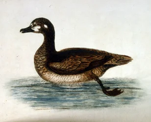 Vesivärikuvitus G Edwardsin harvinaisia lintuja käsittelevästä kirjasta 1750. George Edwards (1694-1773) oli brittiläinen luonnontieteilijä ja ornitologi. Hän matkusti laajalti Euroopassa ja tutki luonnonhistoriaa ja erityisesti lintuja. Hän saavutti jonki