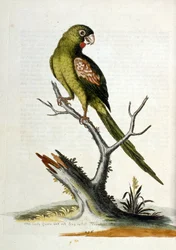 Vesivärikuvitus G Edwardsin harvinaisia lintuja käsittelevästä kirjasta 1750. George Edwards (1694-1773) oli brittiläinen luonnontieteilijä ja ornitologi. Hän matkusti laajalti Euroopassa ja tutki luonnonhistoriaa ja erityisesti lintuja. Hän saavutti jonki