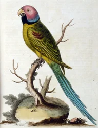 Vesivärikuvitus G Edwardsin harvinaisia lintuja käsittelevästä kirjasta 1750. George Edwards (1694-1773) oli brittiläinen luonnontieteilijä ja ornitologi. Hän matkusti laajalti Euroopassa ja tutki luonnonhistoriaa ja erityisesti lintuja. Hän saavutti jonki