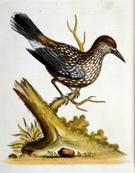 Vesivärikuvitus G Edwardsin harvinaisia lintuja käsittelevästä kirjasta vuodelta 1750. George Edwards (1694-1773) oli brittiläinen luonnontieteilijä ja ornitologi. Hän matkusti laajalti Euroopassa ja tutki luonnonhistoriaa ja erityisesti lintuja. Hän saavu