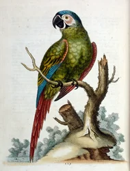 Vesivärikuvitus G Edwardsin harvinaisia lintuja käsittelevästä kirjasta 1750. George Edwards (1694-1773) oli brittiläinen luonnontieteilijä ja ornitologi. Hän matkusti laajalti Euroopassa ja tutki luonnonhistoriaa ja erityisesti lintuja. Hän saavutti jonki