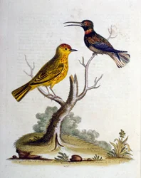 Vesivärikuvitus G Edwardsin harvinaisia lintuja käsittelevästä kirjasta 1750. George Edwards (1694-1773) oli brittiläinen luonnontieteilijä ja ornitologi. Hän matkusti laajalti Euroopassa ja tutki luonnonhistoriaa ja erityisesti lintuja. Hän saavutti jonki