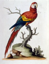 Vesivärikuvitus G Edwardsin harvinaisia lintuja käsittelevästä kirjasta 1750. George Edwards (1694-1773) oli brittiläinen luonnontieteilijä ja ornitologi. Hän matkusti laajalti Euroopassa ja tutki luonnonhistoriaa ja erityisesti lintuja. Hän saavutti jonki