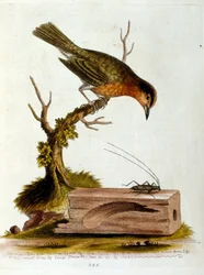 Vesivärikuvitus G Edwardsin harvinaisia lintuja käsittelevästä kirjasta 1750. George Edwards (1694-1773) oli brittiläinen luonnontieteilijä ja ornitologi. Hän matkusti laajalti Euroopassa ja tutki luonnonhistoriaa ja erityisesti lintuja. Hän saavutti jonki