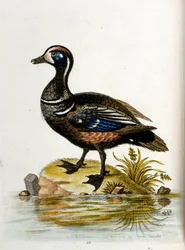 Vesivärikuvitus G Edwardsin harvinaisia lintuja käsittelevästä kirjasta vuodelta 1750. George Edwards (1694-1773) oli brittiläinen luonnontieteilijä ja ornitologi. Hän matkusti laajalti Euroopassa ja tutki luonnonhistoriaa ja erityisesti lintuja. Hän saavu
