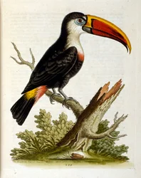 Vesivärikuvitus G Edwardsin harvinaisia lintuja käsittelevästä kirjasta vuodelta 1750. George Edwards (1694-1773) oli brittiläinen luonnontieteilijä ja ornitologi. Hän matkusti laajalti Euroopassa ja tutki luonnonhistoriaa ja erityisesti lintuja. Hän saavu