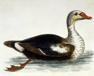Vesivärikuvitus G Edwardsin harvinaisia lintuja käsittelevästä kirjasta 1750. George Edwards (1694-1773) oli brittiläinen luonnontieteilijä ja ornitologi. Hän matkusti laajalti Euroopassa ja tutki luonnonhistoriaa ja erityisesti lintuja. Hän saavutti jonki