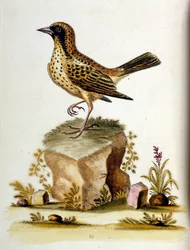Vesivärikuvitus G Edwardsin harvinaisia lintuja käsittelevästä kirjasta 1750. George Edwards (1694-1773) oli brittiläinen luonnontieteilijä ja ornitologi. Hän matkusti laajalti Euroopassa ja tutki luonnonhistoriaa ja erityisesti lintuja. Hän saavutti jonki