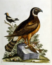 Vesivärikuvitus G Edwardsin harvinaisia lintuja käsittelevästä kirjasta 1750. George Edwards (1694-1773) oli brittiläinen luonnontieteilijä ja ornitologi. Hän matkusti laajalti Euroopassa ja tutki luonnonhistoriaa ja erityisesti lintuja. Hän saavutti jonki