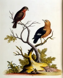 Vesivärikuvitus G Edwardsin harvinaisia lintuja käsittelevästä kirjasta 1750. George Edwards (1694-1773) oli brittiläinen luonnontieteilijä ja ornitologi. Hän matkusti laajalti Euroopassa ja tutki luonnonhistoriaa ja erityisesti lintuja. Hän saavutti jonki