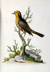 Vesivärikuvitus G Edwardsin harvinaisia lintuja käsittelevästä kirjasta vuodelta 1750. George Edwards (1694-1773) oli brittiläinen luonnontieteilijä ja ornitologi. Hän matkusti laajalti Euroopassa ja tutki luonnonhistoriaa ja erityisesti lintuja. Hän saavu
