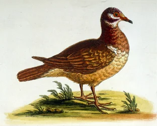 Vesivärikuvitus G Edwardsin harvinaisia lintuja käsittelevästä kirjasta 1750. George Edwards (1694-1773) oli brittiläinen luonnontieteilijä ja ornitologi. Hän matkusti laajalti Euroopassa ja tutki luonnonhistoriaa ja erityisesti lintuja. Hän saavutti jonki