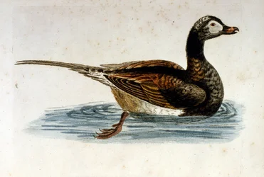 Vesivärikuvitus G Edwardsin harvinaisia lintuja käsittelevästä kirjasta vuodelta 1750. George Edwards (1694-1773) oli brittiläinen luonnontieteilijä ja ornitologi. Hän matkusti laajalti Euroopassa ja tutki luonnonhistoriaa ja erityisesti lintuja. Hän saavu