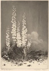 Soapweed, Arizona (nro 2)