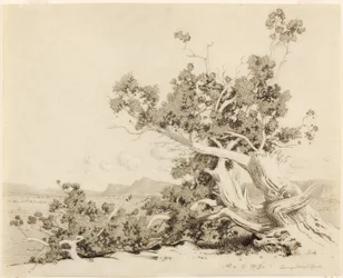 Nimetön (Tutkimus vanhoista setripuista, New Mexico)