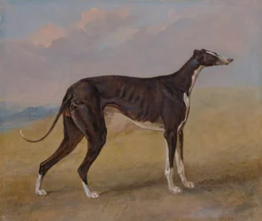 Turk, vinttikoira, George Lane Foxin omaisuutta