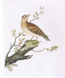 Woodlark, Nature in Britain julkaisija Collins