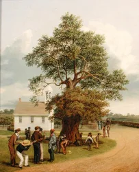 Apostolin tammi