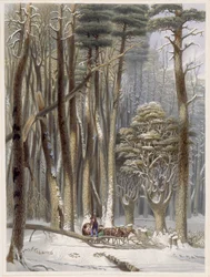 Talvi, estetty matkailijoita mäntymetsässä, Harveys Scenes of the Primitive Forest of America, 1841 (käsinvärinen akvatinta)