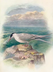Napitiira - Sterna macrura, c1910, 1910