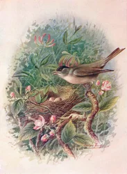 Mustahattu - Sylvia atricapilla, 1910, 1910
