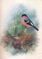 Bullfinch - Pyrrhua europaea, c1910, 1910