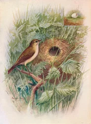 Chiff-chaff - Phylloscopus rufus, c1910, 1910