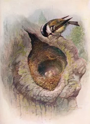Hiilitiainen - Parus ater, c1910, 1910
